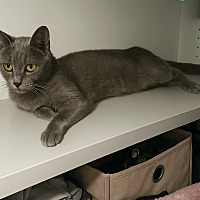 adopt a pet