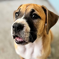 adopt a pet