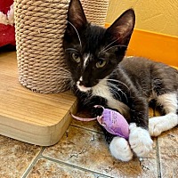 adopt a pet
