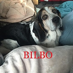 Thumbnail photo of BILBO #1