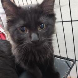 Niagara County SPCA in Niagara Falls, New York