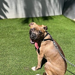 Photo of Chapo