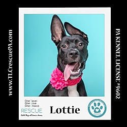 Thumbnail photo of Lottie (Outlander Pups)  020324 #1