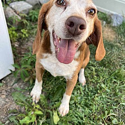 Photo of Sammy the Beagle