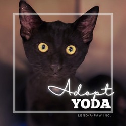 Thumbnail photo of Yoda #1