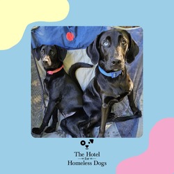 Thumbnail photo of **Bonded Pair** Marcy & Murphy #1