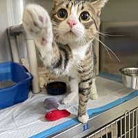 adopt a pet