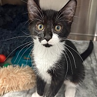adopt a pet