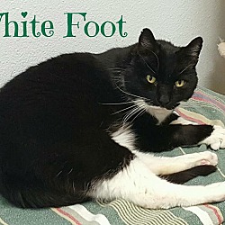 Thumbnail photo of White Foot #3