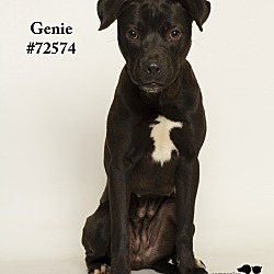 Thumbnail photo of Genie  (Foster Care) #1