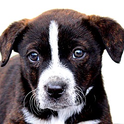 Thumbnail photo of Pico~adopted! #3