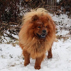 Chow chow cheap simba