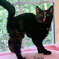 Photo of Scarlet (22-494)