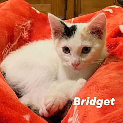 Thumbnail photo of Bridget #3