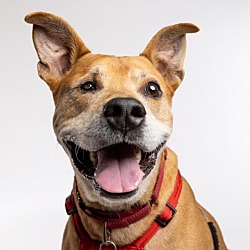 Photo of Rambler