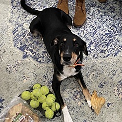 Photo of Scooby