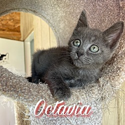 Photo of Octavia