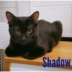 Thumbnail photo of Shadow #1