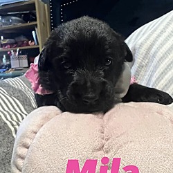 Thumbnail photo of Mila #1