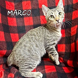 Thumbnail photo of Marco #1