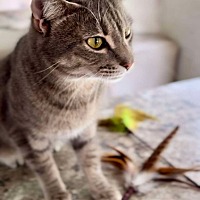 adopt a pet