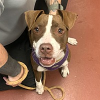 adopt a pet