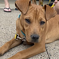 adopt a pet