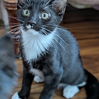 adopt a pet