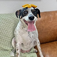 adopt a pet