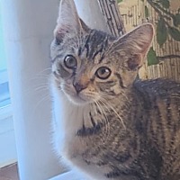 adopt-pet