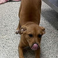 adopt a pet