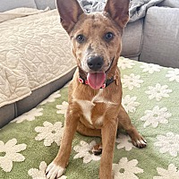 adopt a pet