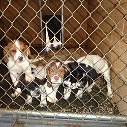 Photo of beagle mix pups