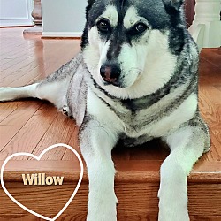 Photo of Willow - adoption pending