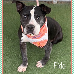 Thumbnail photo of Fido #3