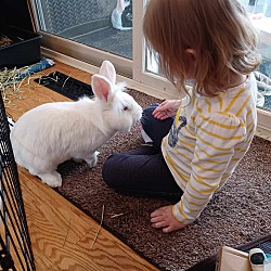 bonded pet photo