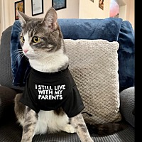 adopt a pet