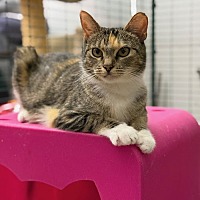 adopt a pet