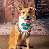 adopt a pet