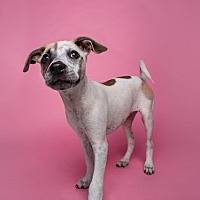 adopt a pet