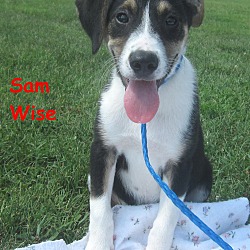 Thumbnail photo of Sam Wise~meet me~ #2