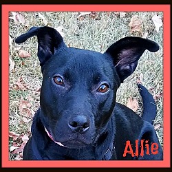 Thumbnail photo of Allie-Adoption Pending #1