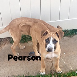 Photo of Pearson