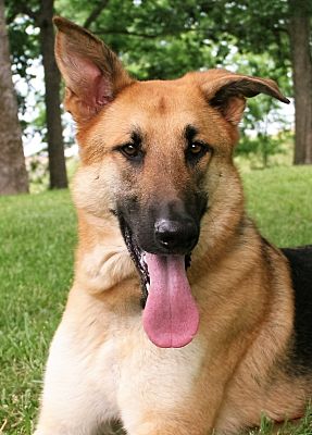 Nashville, TN - German Shepherd Dog. Meet Roosevelt a Pet ...