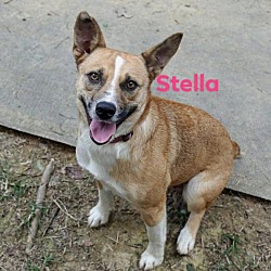 Thumbnail photo of Stella #3