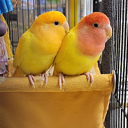 Thumbnail photo of Lovebirds #3