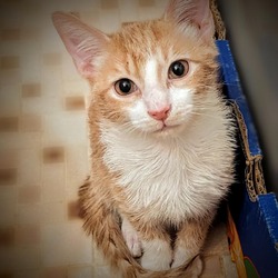 Cat for adoption - Louis Vuitton , a Bengal in Miami Beach, FL