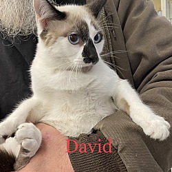 Thumbnail photo of David #1