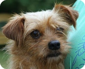 cairn and yorkie mix
