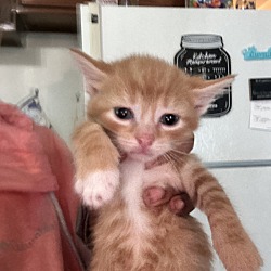 Photo of Orange kittens!! (Other colors as well)